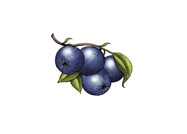 blueberries 1